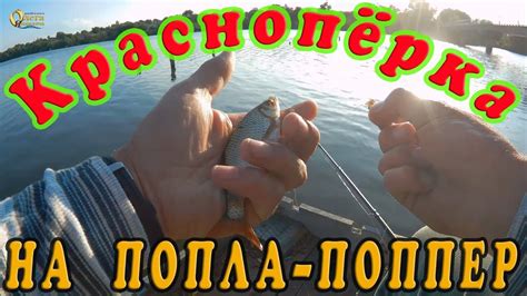 Ловим красноперку на ПОПЛА-ПОПЕР. Продолжаем эксперимент. - YouTube