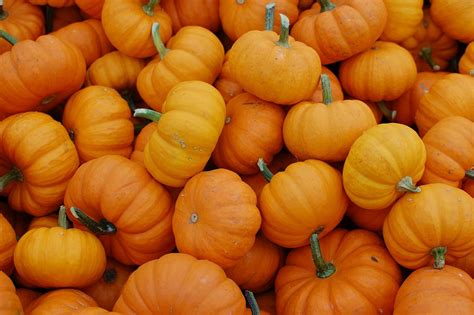 Pumpkins October Harvest - Free photo on Pixabay - Pixabay