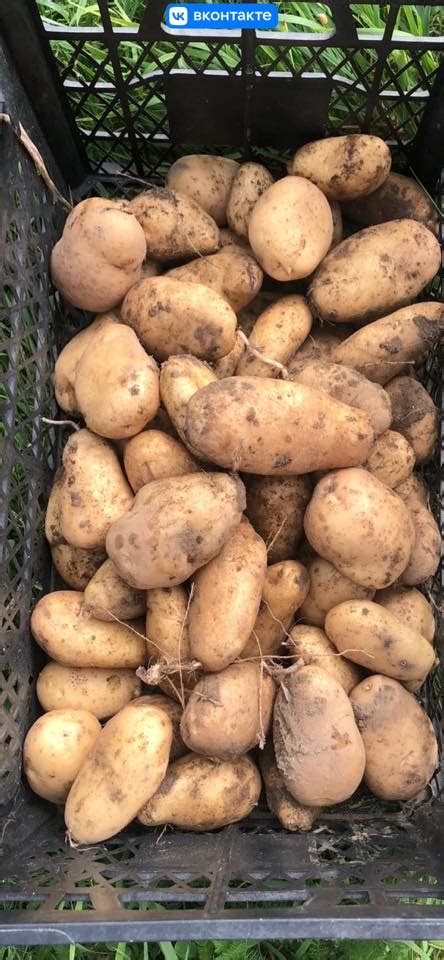 Продажа Продам Куплю картошку картофель картоплю В Грузию