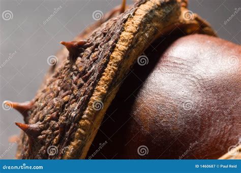 conkers close stock   royalty  stock