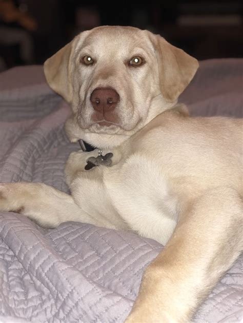 Champagne Labrador Retriever. Yellow Labrador Puppy