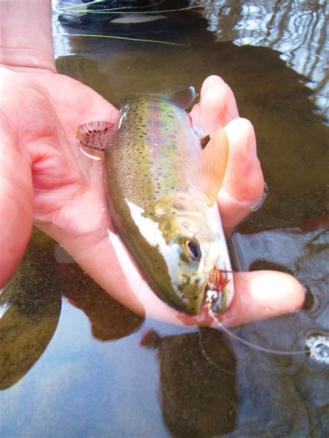 Erik’s Fly Fishing Blog: End of the Spillers Curse