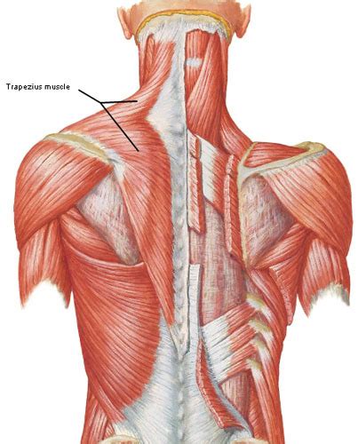 Back Neck Muscles Anatomy