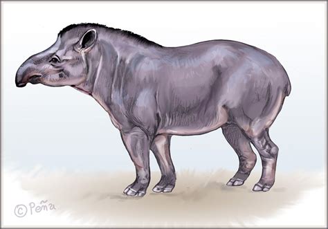 Lowland Tapir by Reptangle on DeviantArt