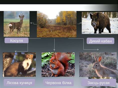 Фауна Донецької області - презентація з біології