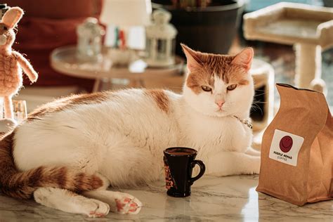 Coffee cat photo session — SG multimedia - the world of film ...