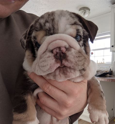 Charlie – Wrinkles Rare Bulldogs