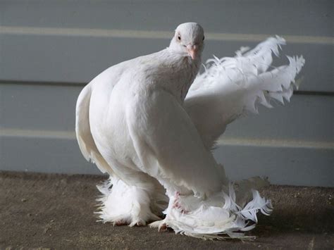 Rostov Swan Russian Pigeons | Pigeontype