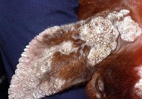 Image:Contagious ecthyma, goat-MSD Veterinary Manual