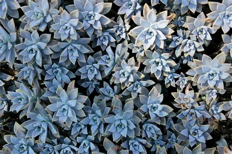 Free Images : flower, petal, herb, botany, garden, flora, botanical