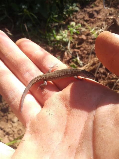 A tiny lizard that I my cat was trying to catch, I grabbed it and