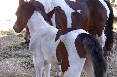 Welcome to The National Chincoteague Pony Association