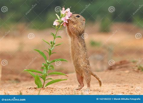 European Suslik and Flowers Stock Photo - Image of prairie, small ...