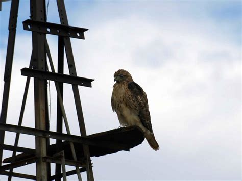 Free picture: red, tailed, hawk, structure