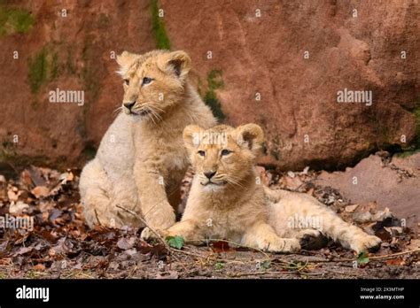 Two Asiatic lion (Panthera leo persica) cubs playing in the dessert ...
