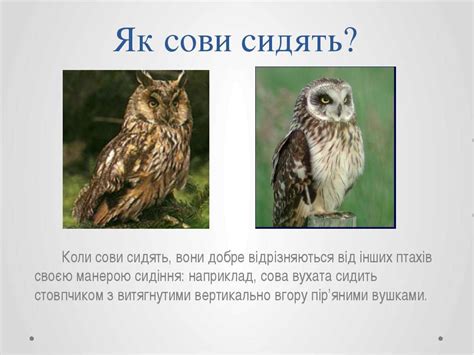 Сови - презентація з біології