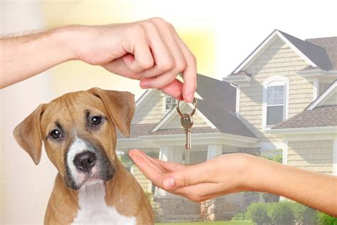 house sitting   paid  key differences