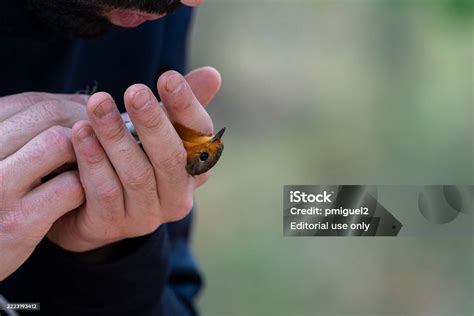 ornithologist holding  small bird  bird ringing research stock