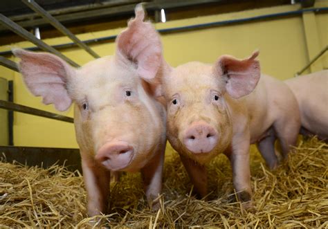 superpowers  genetically modified pigs  scientist magazine