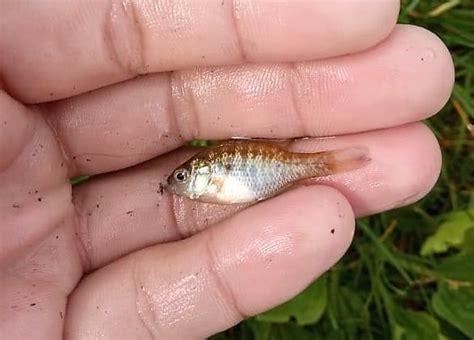 У київських водоймах розплодились екзотичні хижаки: фото - Вечірній Київ