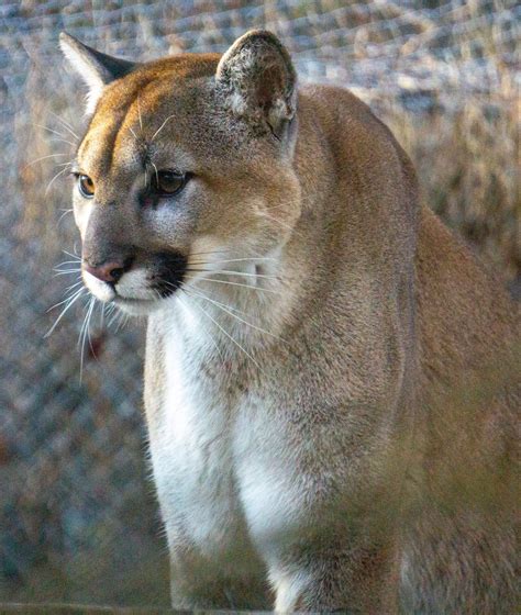 Free cougars, Download Free cougars png images, Free ClipArts on