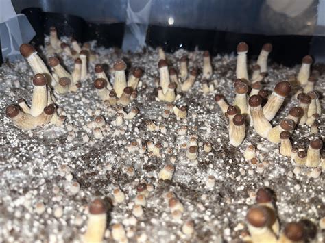 [actives] Luminous Lucies stalling? More in comments. : r/MushroomGrowers