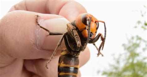 hornet