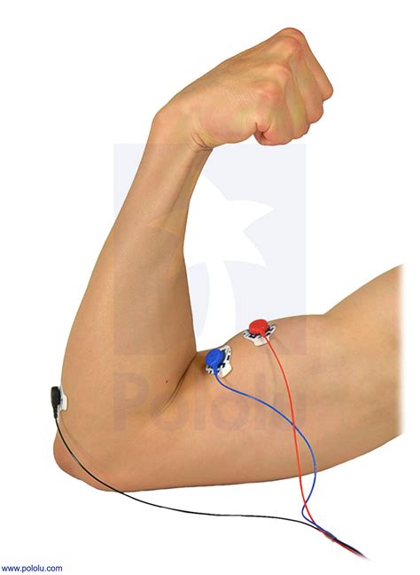 Electrode Muscle Mass at Julia Belcher blog