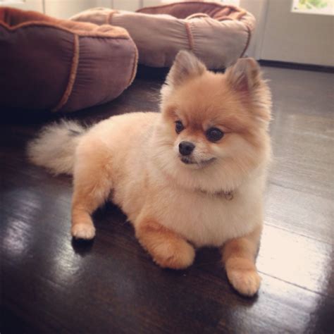 33 ideas de Pomeranian para guardar hoy | perros, mascotas, perros
