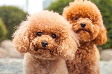 Poodle Dog Breed Information & Characteristics