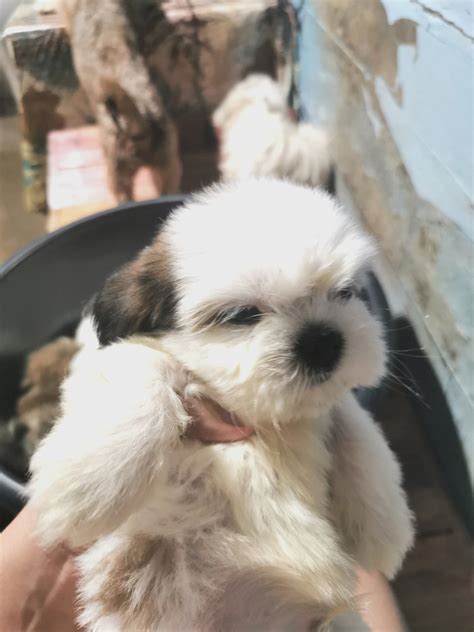 Shih Tzu - Pet Finder Philippines - Buy and Sell Pets Online