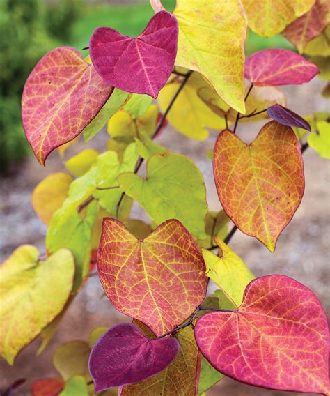 Eastern Redbud Fall