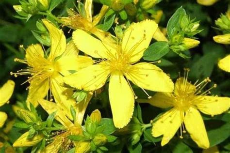 Звіробій | Flower seeds, Seeds, Deer resistant plants