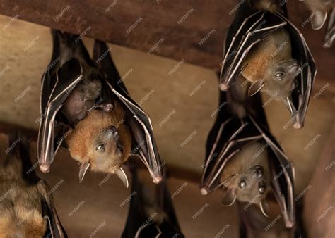 Morcego Amamenta Os Filhotes - Morcego-frutífero, Cyneropterus brachyotis, mãe com filhote | Foto Premium