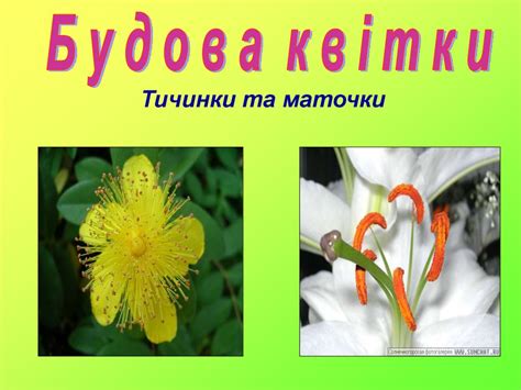 Квітка. Будова квітки - презентация онлайн