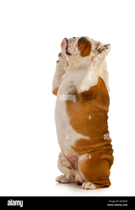 dog sitting  english bulldog sitting    feet  paws