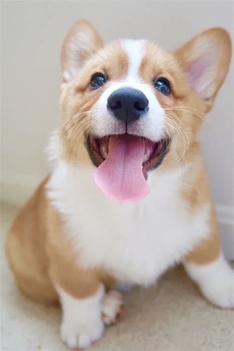 Virtual meet and greets help you find corgi puppies for adoption 13
