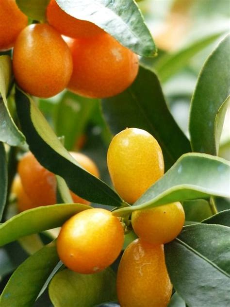 Kumquat fruit - Google Search | Kumquat tree, Patio trees, Australian ...