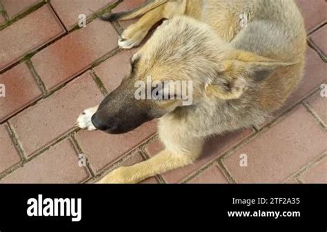 homeless dogs. mongrels. red dog. good sweet dog. little puppy. skinny ...