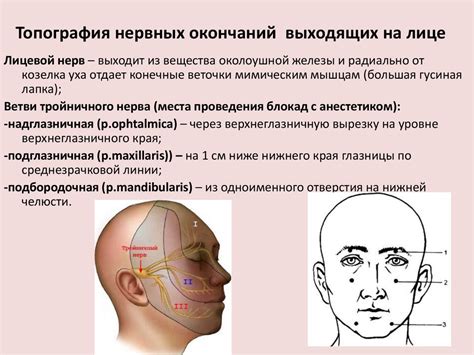 Топографическая анатомия боковой области лица: поверхностной (околоушно ...