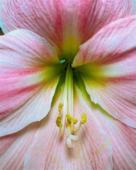 amaryllis green packs