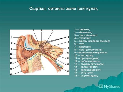 Есту анализаторы - презентация онлайн