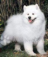 Самоед | MyDog.su - сайт о собаках