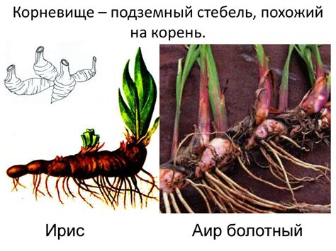 Корень. Вегетативные органы растений - презентация онлайн