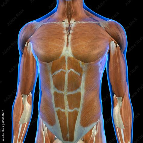 male chest muscles front view  ray style stock illustration adobe stock