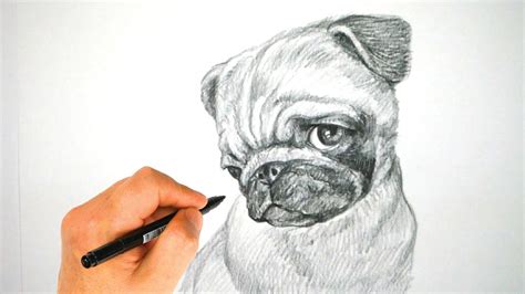 Pug Face Drawing at PaintingValley.com | Explore collection of Pug Face ...