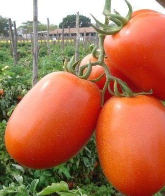 Томат Новичок: отзывы, ТОП секреты посадки и ухода, фото и видео