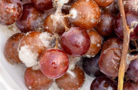 Fungus grows on purple grapes in containers. 13678124 Stock Photo at