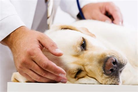 vestibular disease in cats 1
