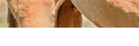 Gay Porn Low Hanging Balls